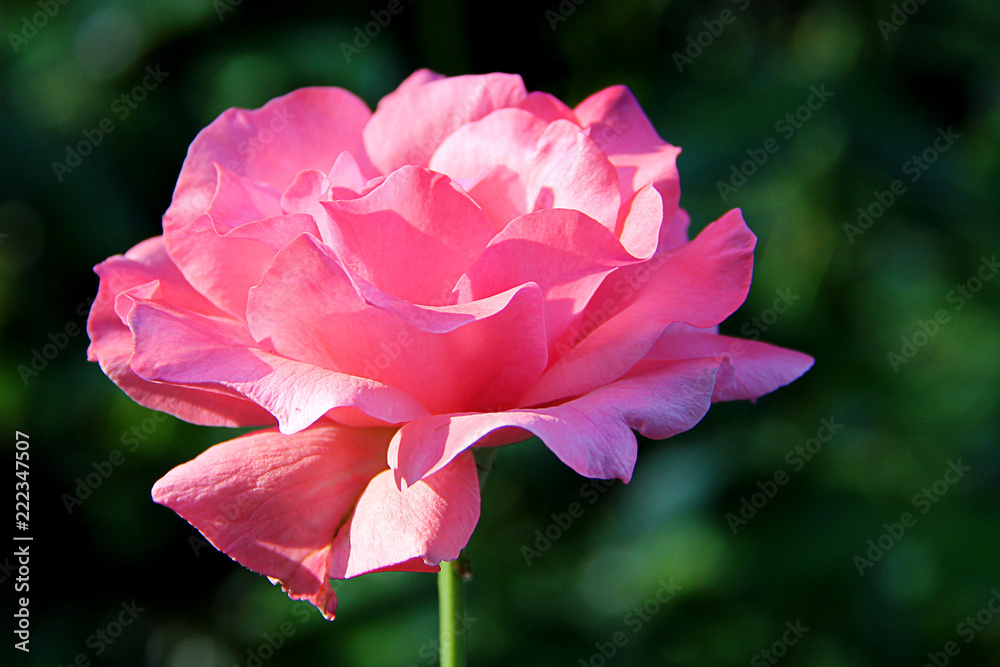 Single rose petal stock photo. Image of flowers, closeup - 69289524