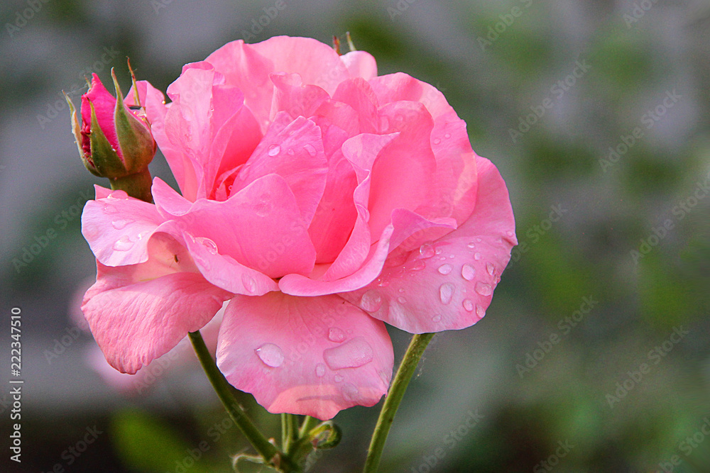 Beautiful Single Rose Flowers