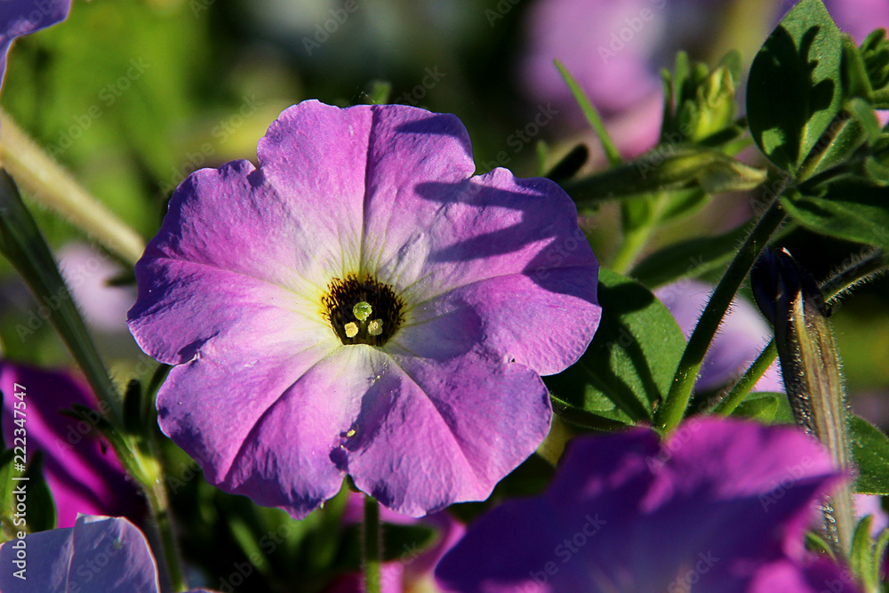 Purple petunia flowers in the garden in springtime. Flower bed with purple petunias. Purple petunia flowers in the garden in springtime. Flower bed with purple petunias.