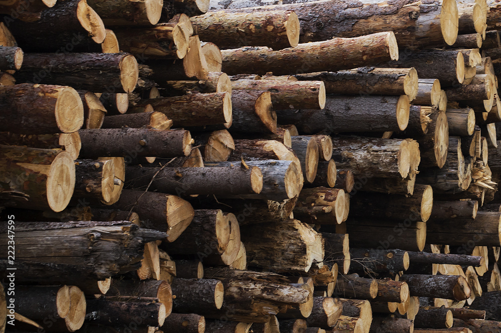 illegal felling of trees in the forest. ecology concept. illegal felling of trees in the forest. ecology concept.