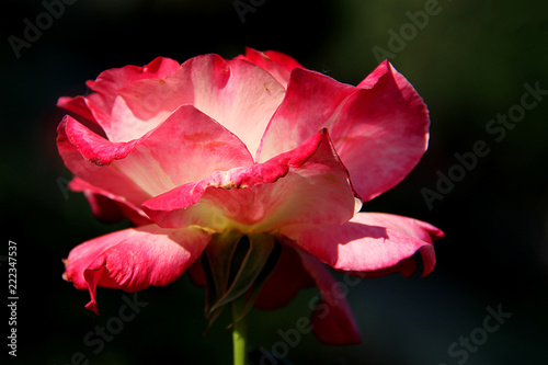 Close up of single natural beautiful rose flower in the garden. Beautiful rose flower on sunlight in the garden...