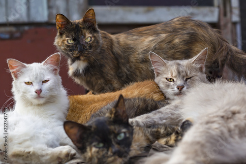  flock of stray cats lying on the street