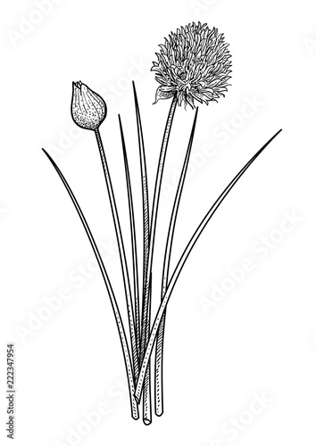 Chives illustration, drawing, engraving, ink, line art, vector