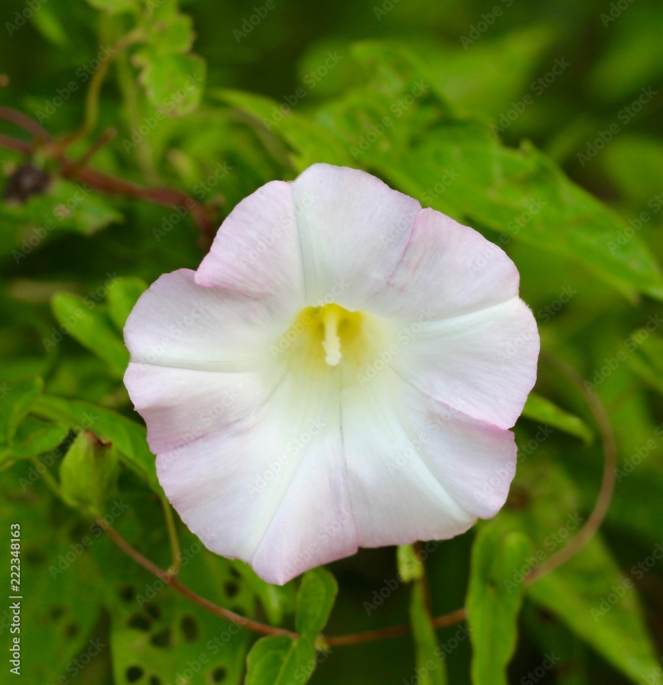 Fototapeta premium The white purplish flower on the shrub and a close view.