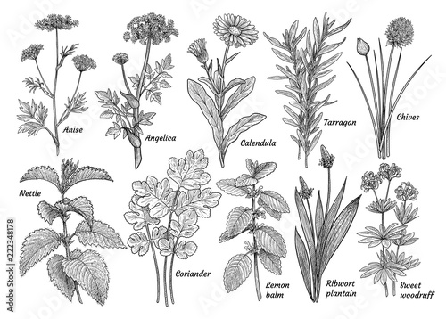 Herbs, spices, plants collection, illustration, drawing, engraving, ink, line art, vector