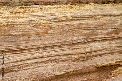 Wood grain from a redwood tree
