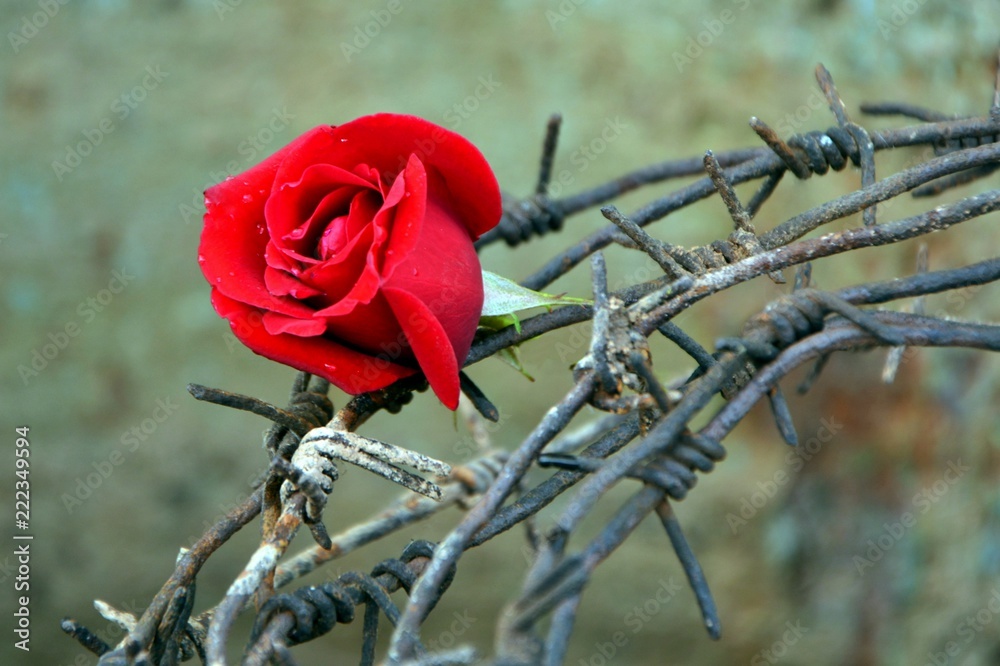 Red Roses Fixation Red rose entangled in barbed wire, close-up. The concept of ...