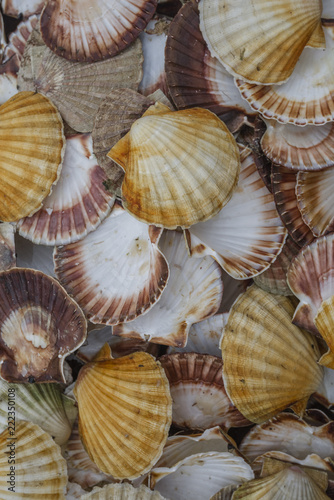 Seashell background, lots of Queen scallops