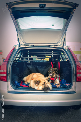 Fototapeta Naklejka Na Ścianę i Meble -  two dogs lying down in a car trunk, it is open
