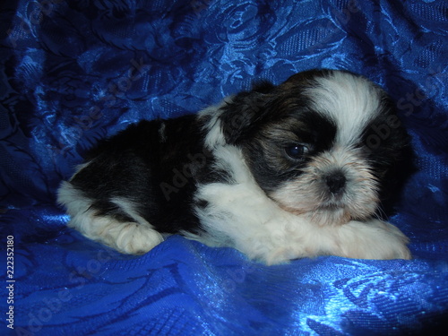 Bild auf Leinwand Shih Tzu puppies