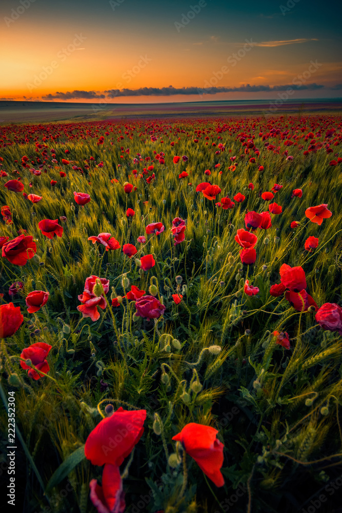 Fototapeta premium Amazing beautiful multitude of poppies growing in a field of wheat