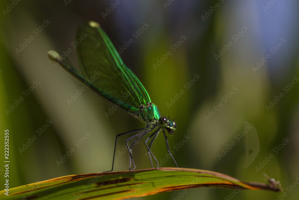 one small wild green dragonfly sitting on a leaf close one small wild green dragonfly sitting on a leaf close