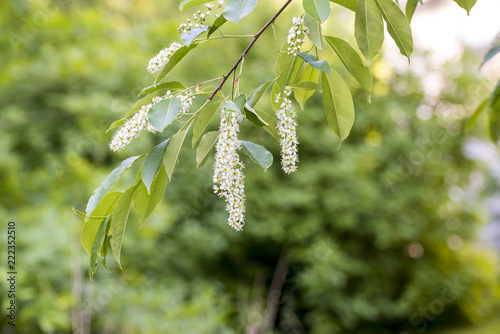 bird-cherry tree