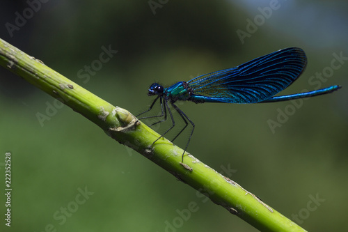 one small wild blue dragonfly sits on a branch