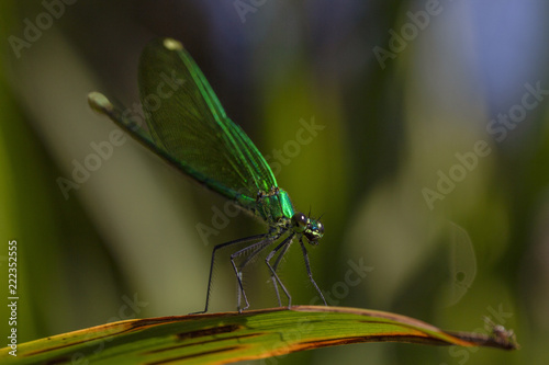 one small wild green dragonfly sitting on a leaf close © oksanastepanova