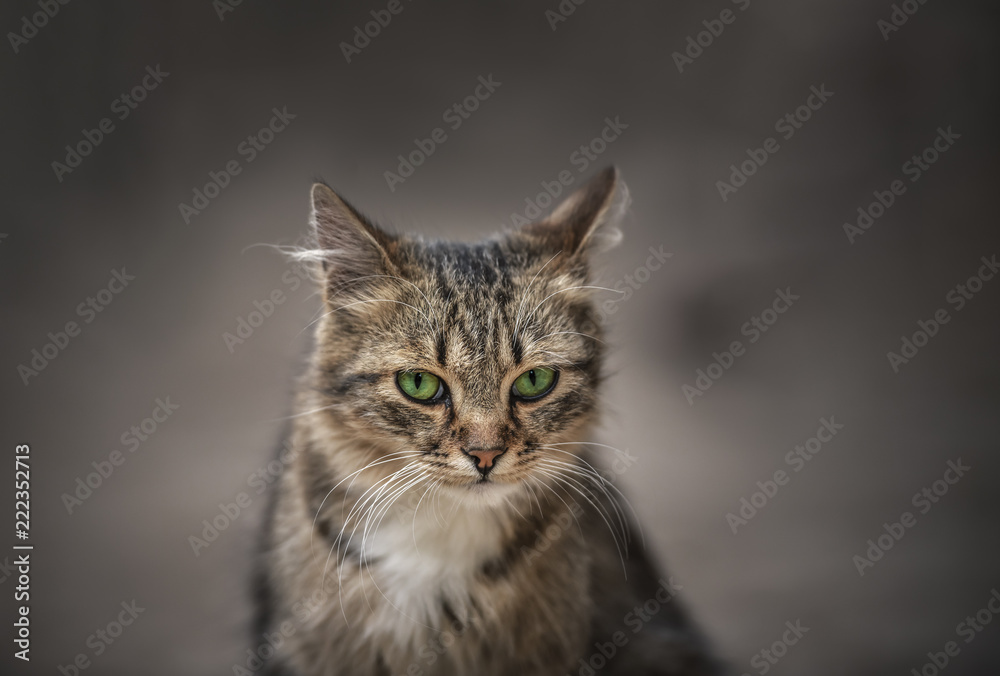 Cat with green eyes portrait