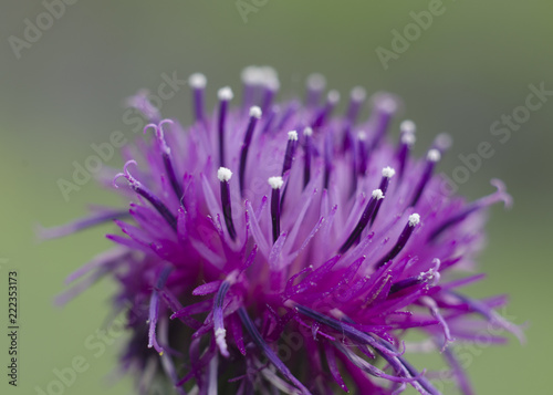 Purple field flower