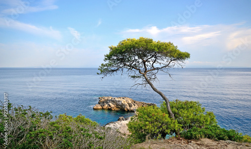 Puglia, Italy, August 2018, a glimpse of the rocky coast of the San Domino island, with a pine tree in foreground