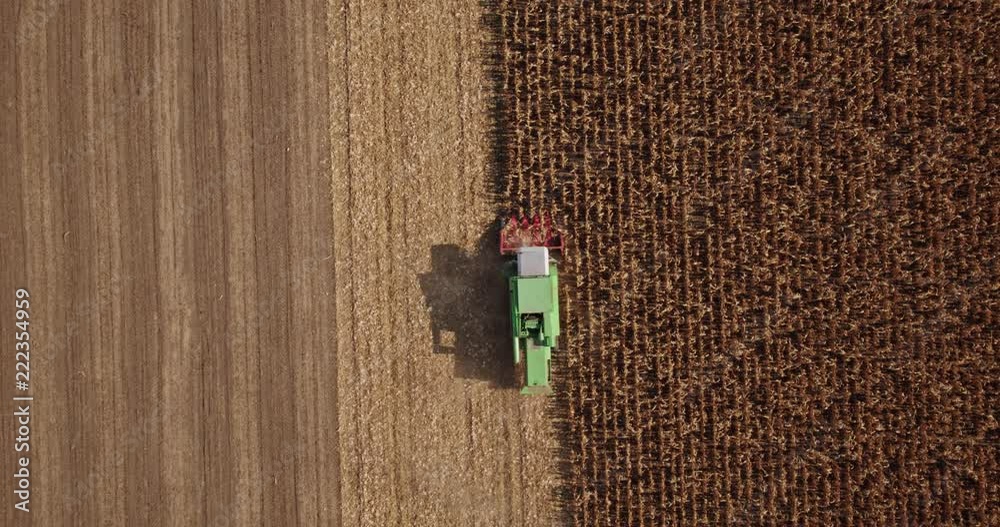 An aerial drone shot of a combine harvester harvesting corn maize crops at field. An aerial drone shot of a combine harvester harvesting corn maize crops at field.