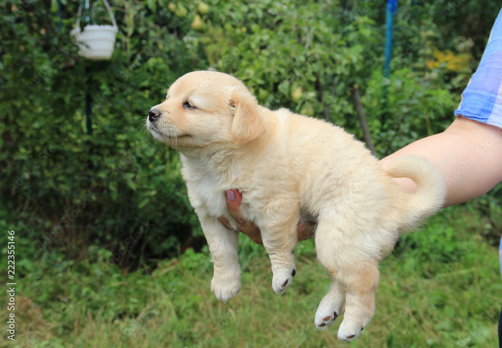 portrait of a charming little puppy portrait of a charming little puppy