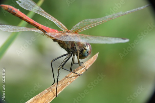 red dragonfly macro photo © tuncelik81