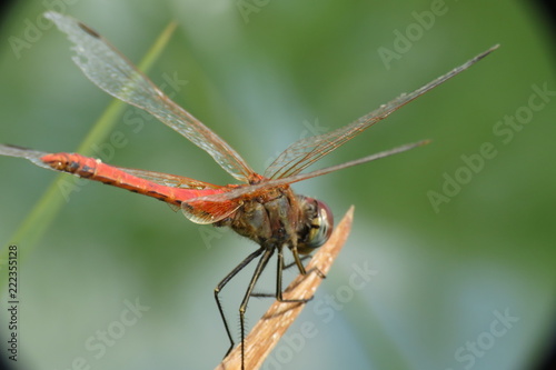 red dragonfly macro photo