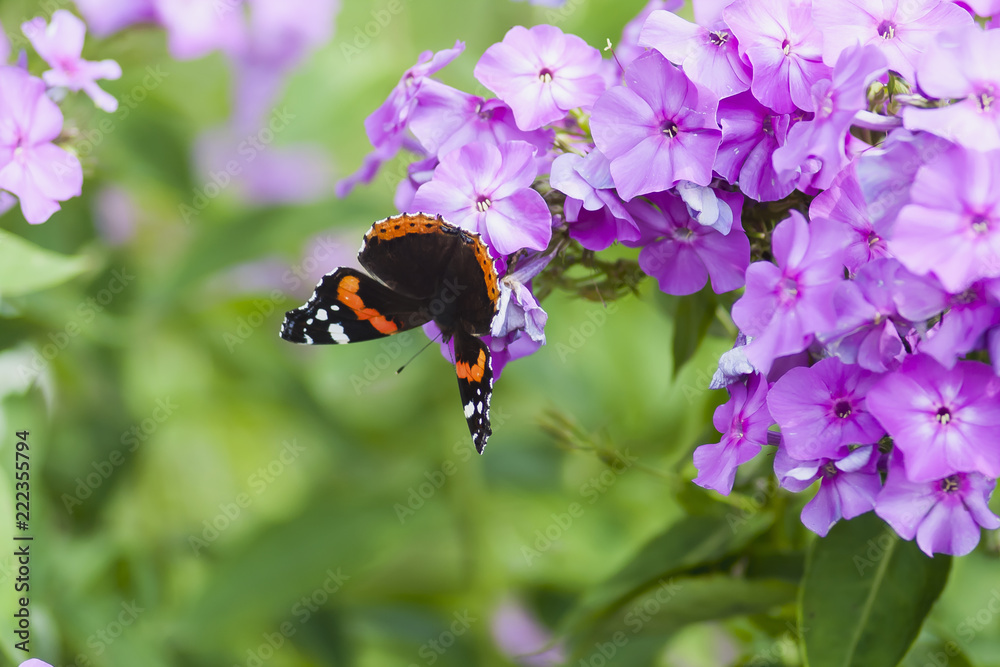 butterfly on phlox flower Stock Photo | Adobe Stock