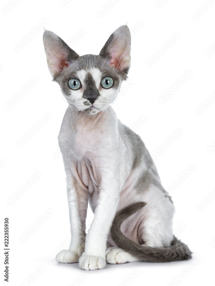 Adorable blue tonkanese point with white Devon Rex cat kitten girl sitting side ways isolated on a white background looking straight in lens with gorgeous pastel green eyes 