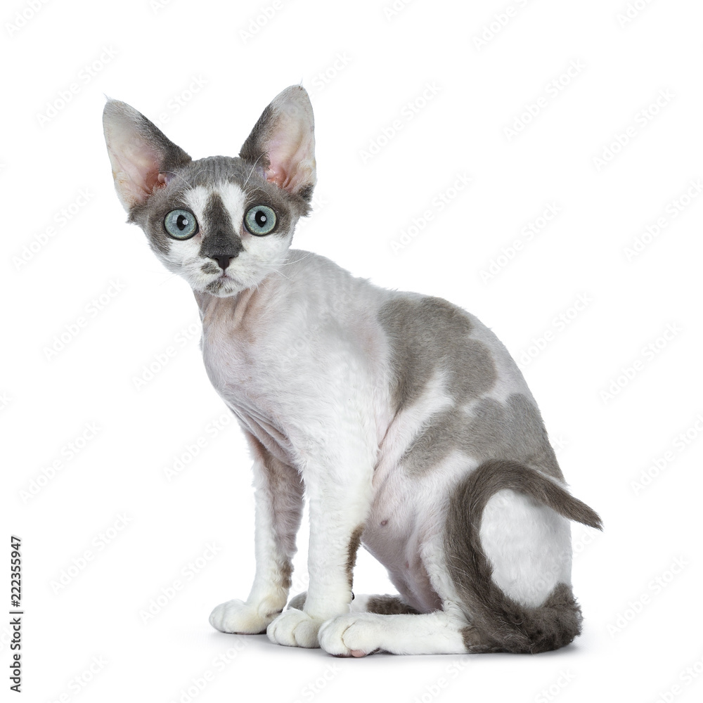 Adorable blue tonkanese point with white Devon Rex cat kitten girl sitting side ways isolated on a white background looking straight in lens with gorgeous pastel green eyes 