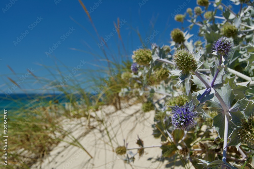 Ocean landscape with beach sea view, sand dune and grass, blue sky with clouds Ocean landscape with beach sea view, sand dune and grass, blue sky with clouds