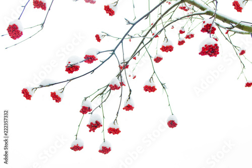 Frozen berries of red mountain ash.