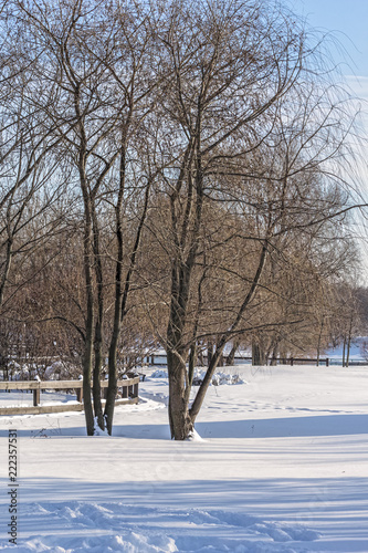 Winter landscape with trees in a snow-covered park © HaiGala