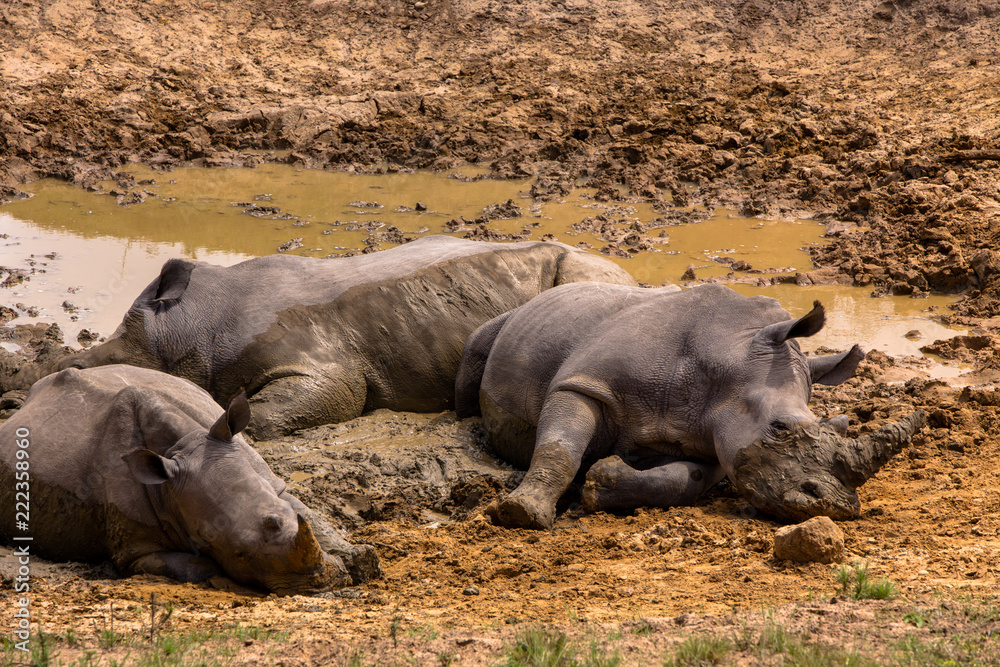 Obraz premium 3 Rhinos in Mud Wider