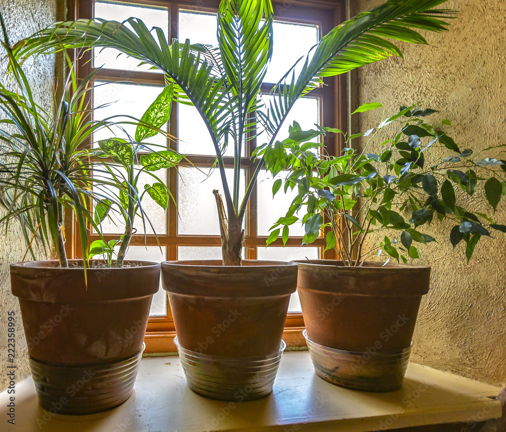 Fototapeta premium Tree plants sitting in the window in pots
