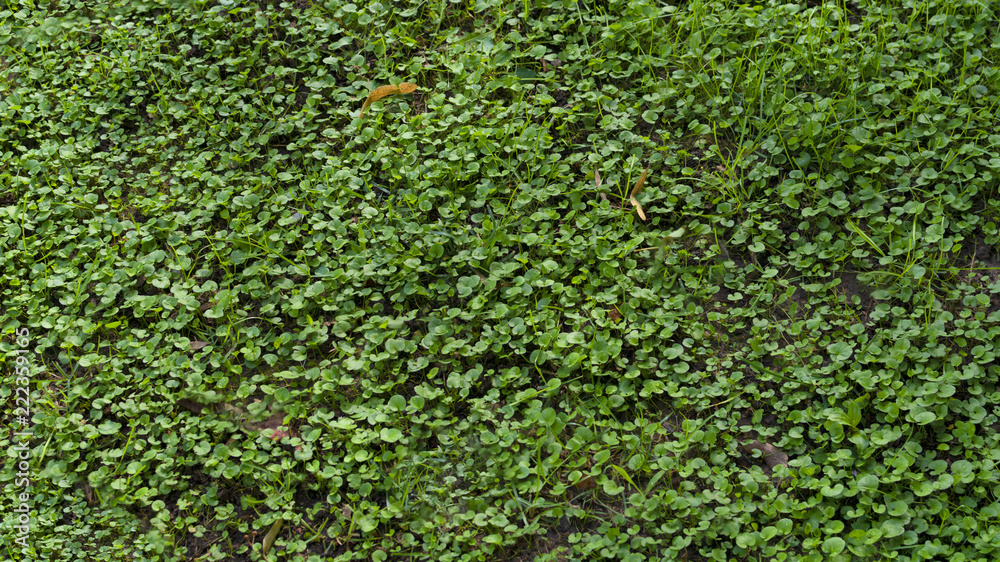 Background of green grass with forest plants. Background of green grass with forest plants.