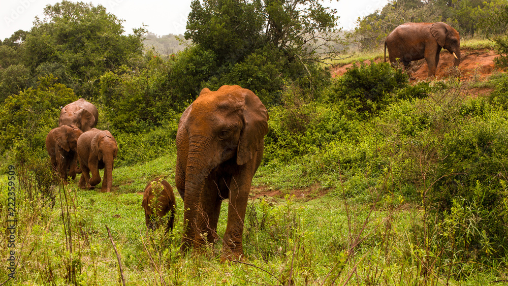 Marching Elephant's Marching Elephant's