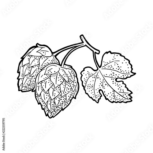 Hop herb plant with leaf. Vector vintage engraved illustration.