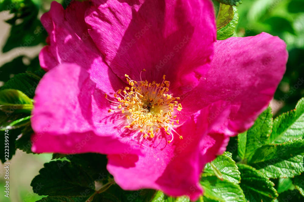 Close up of the pink flower Rosa majalis Close up of the pink flower Rosa majalis
