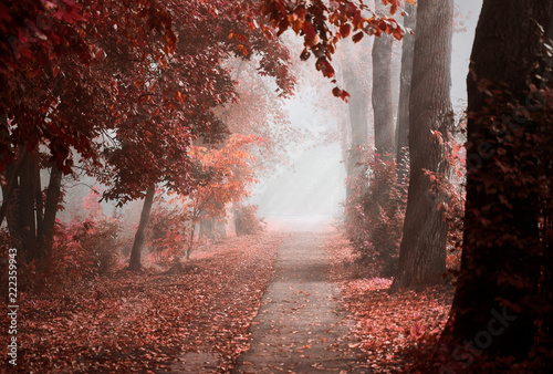 autumn Park in the fog