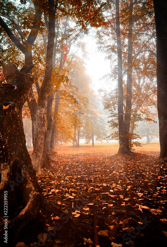 autumn landscape with sun rays through the foliage