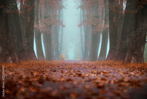 autumn landscape paths in the Park in the fog