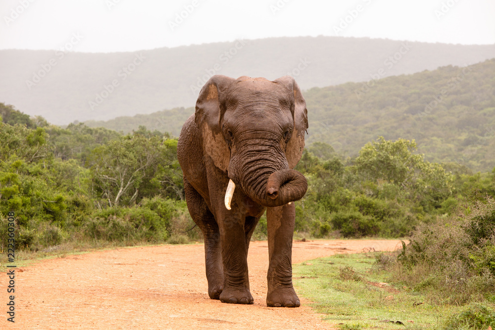 Obraz premium Elephant Giving Warning