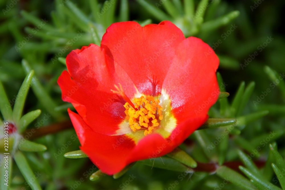 Bright red portulaca flower in the garden close-up. Bright red portulaca flower in the garden close-up.
