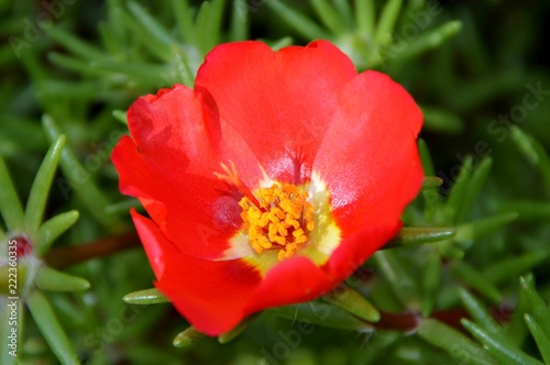 Bright red portulaca flower in the garden close-up.