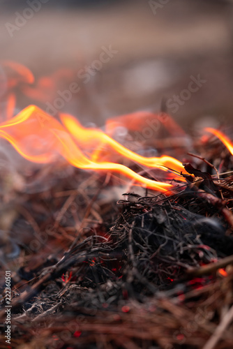 ormanda yangın