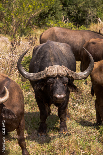 Old Angry Looking Buffalo Vertical