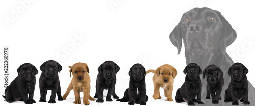 Fototapeta Naklejka Na Ścianę i Meble -  Banner with black and blonde labrador retriever puppy's and their mother isolated on white background