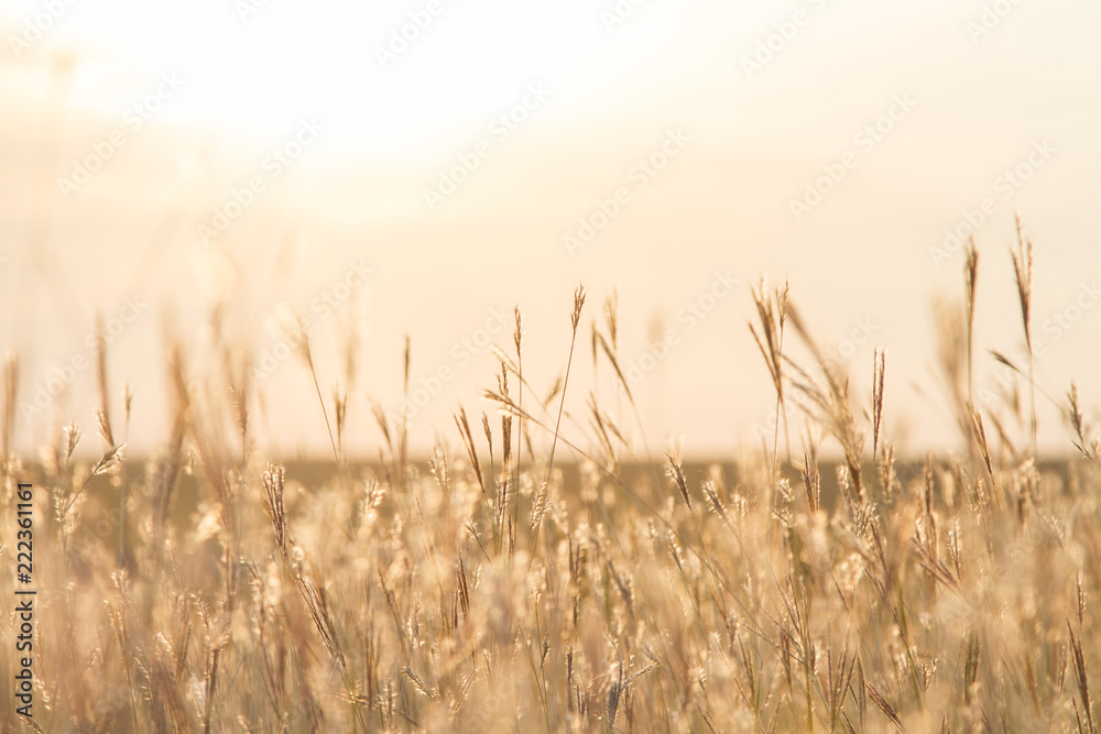 Spikelets of grass in the sun at sunset. Golden wild wheat at sunset.