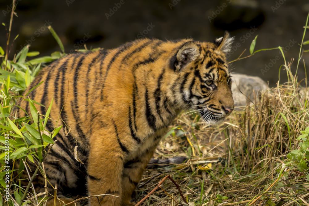 Obraz premium Young tiger on tour.