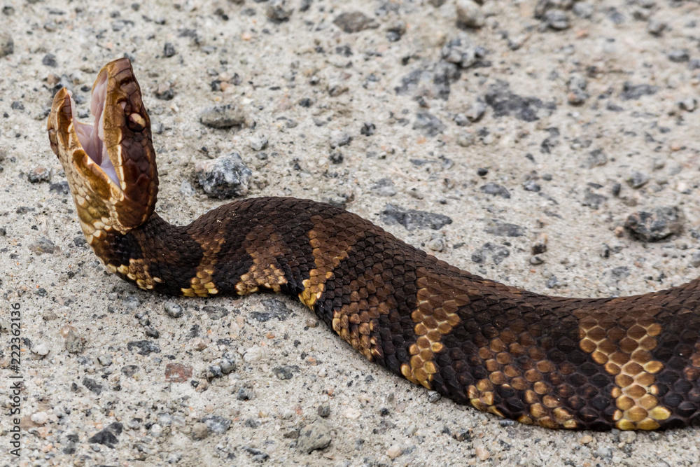 Poison snake viper in attack mode in swamp in Virginia USA Poison snake viper in attack mode in swamp in Virginia USA